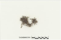 藏品(鞭蘚屬)的圖片